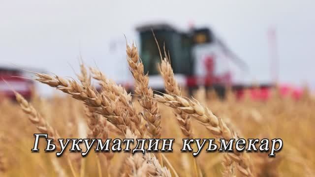 Гьукуматдин куьмекар