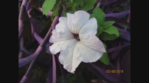 Flowers - Blumen - Цветы