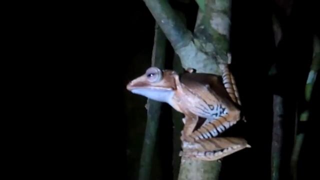 Rhacophorus at Kubah National Park, Sarawak, Malaysian Borneo смотреть онлайн