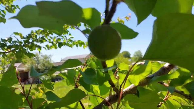 Обзор сада 3ч./Garden overview 3h. смотреть онлайн