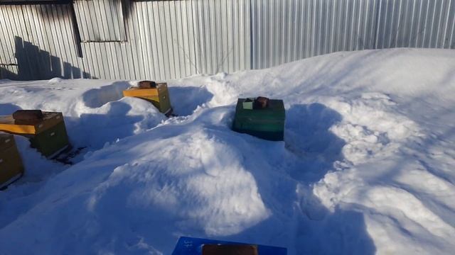 первые вылеты 16.03.2024 #пчеловодство #пасека #пчёлы смотреть онлайн