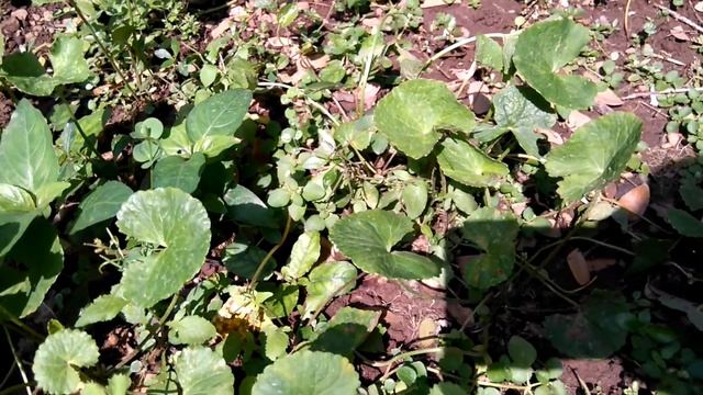 Centella Plant   Asiatic pennywort  Centella asiatica  Herb Plant Exotic Plant