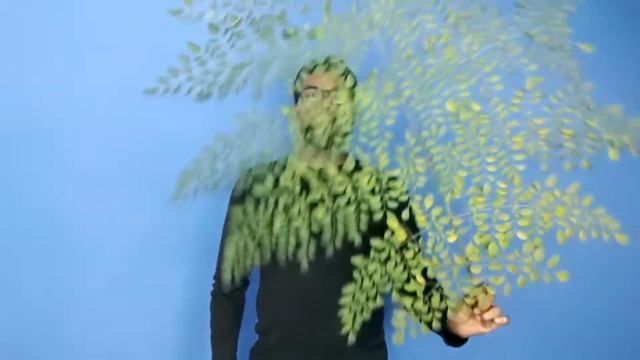 pinnate compound leaf смотреть онлайн