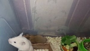 Хомячатам 1 месяц