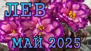 ЛЕВ таро прогноз на МАЙ 2025 года.