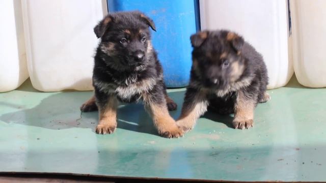 зеленый и белая нитка 2 смотреть онлайн