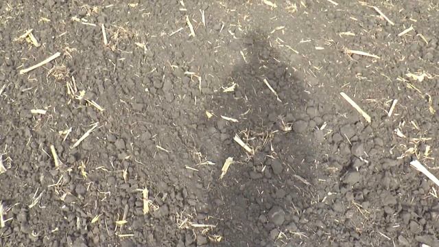 31 августа дискование 2 след и каткование под озимую пшеницу