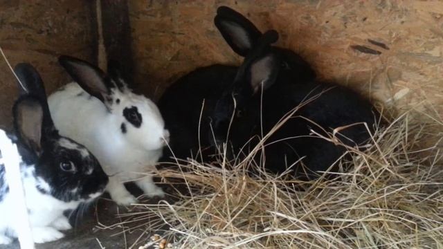 Хозяйство...Кролики...Индюки смотреть онлайн