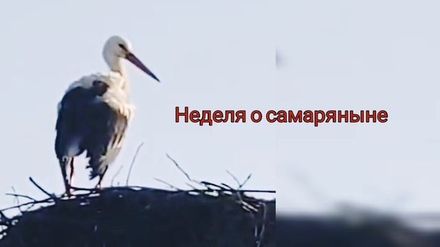 Что значит: "быть как дети", и на какой горе поклоняться? Неделя о самаряныне 2024 г.. Еп. Игнатий смотреть онлайн