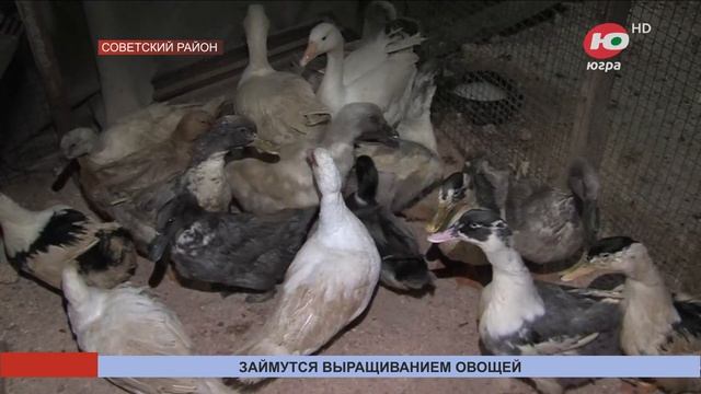 В Советском районе будут выращивать свежие овощи смотреть онлайн