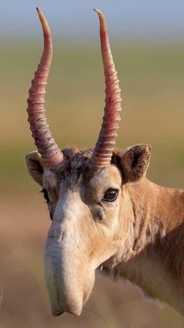 Fakta unik hewan Fart 4 treanding viral faktaunik shortsvideo foryou erinurdiana13