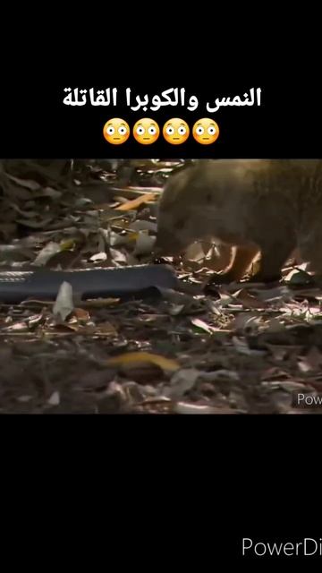 النمس والكوبرا القاتلة معارك دموية وسم لا يؤثر فيه....الصراع من أجل البقاء (الموسم الأول)..#shorts смотреть онлайн