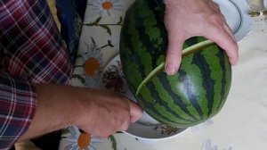 Арбуз   оранж кинг f1.  Мой рекордсмен.