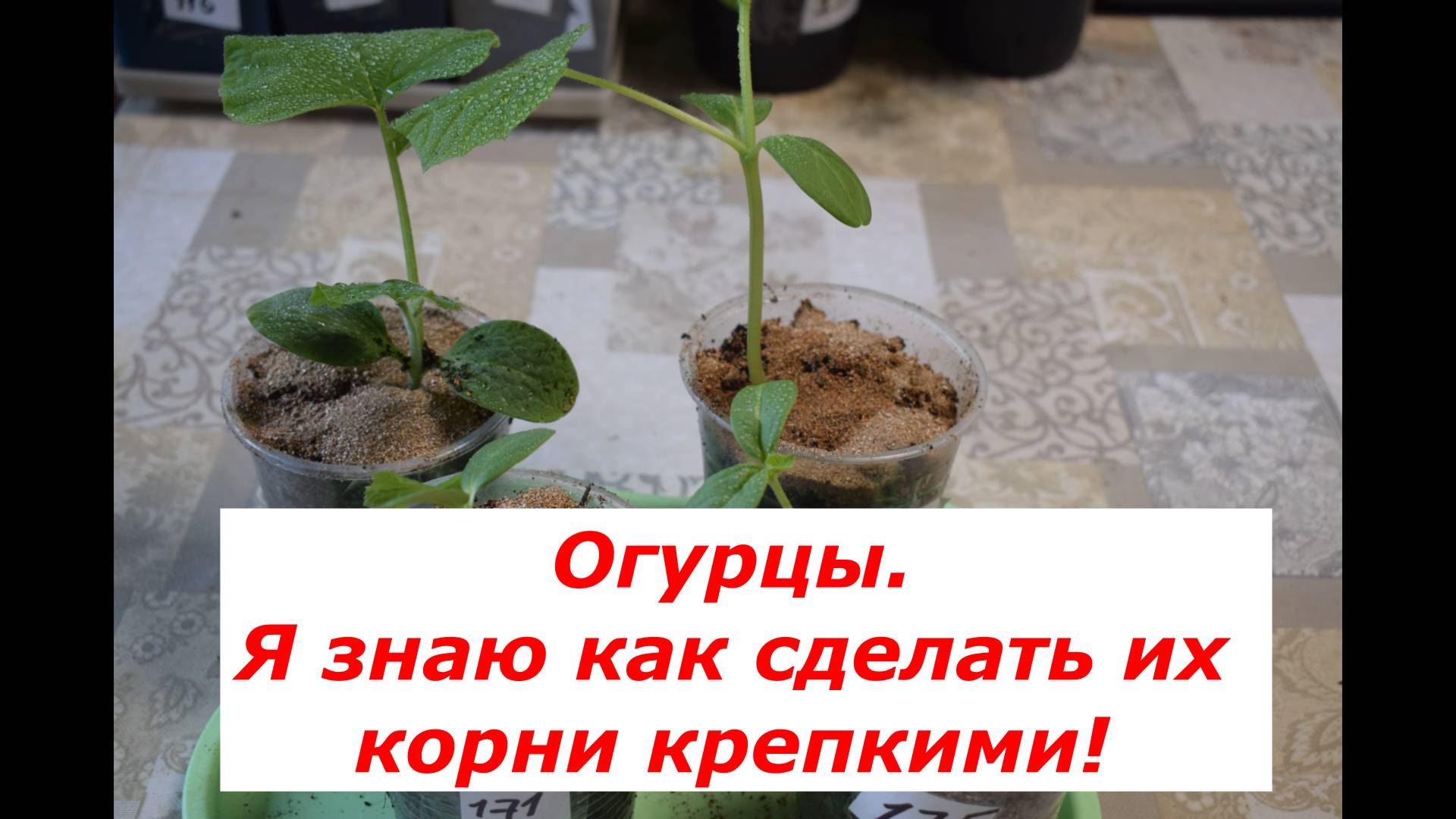 Огурцы: Это просто - перевалка в те же стаканы! #овощи #советы #огурцы #перевалка