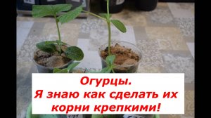 Огурцы: Это просто - перевалка в те же стаканы! #овощи #советы #огурцы #перевалка