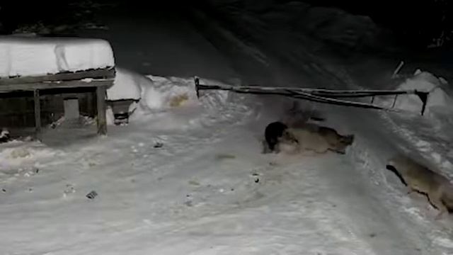 растерзали волки бедную собаку смотреть онлайн