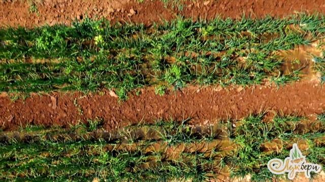 Наши поля в конце июля 2021 смотреть онлайн