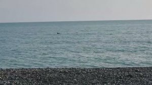 Большая группа дельфинов плывут в Сочи