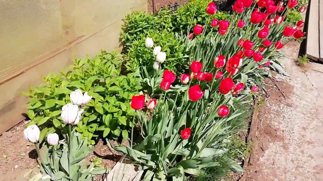 Обзор сада-огорода... 18.05.2020 смотреть онлайн