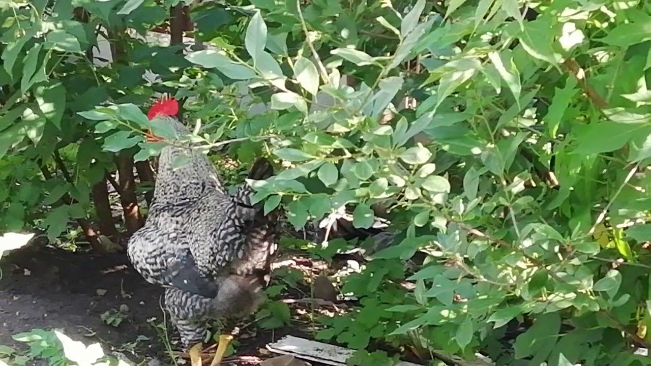 Ура!!! У меня петушок закукарекал ))) смотреть онлайн