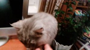 Тимошка даёт лапу