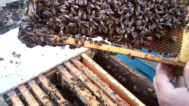 Осмотр семьи после зимовки 2018 смотреть онлайн