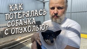 Спасение животных / Собачка с гигантской опухолью / Нашлись хозяева