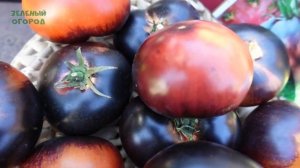 Томат БЛЭК БЬЮТИ (Black beauty). Обзор сортов ТОМАТОВ!