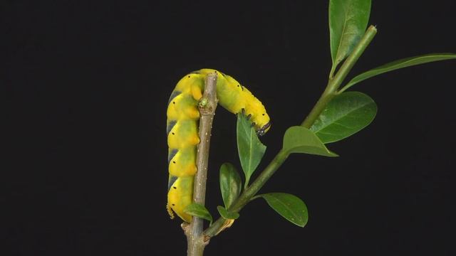 The beautiful caterpillar of the death’s-head hawkmoth Acherontia Atropos, feeding on privet 4K смотреть онлайн