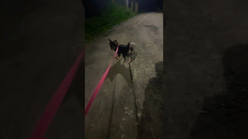 Прогулка #приютхвостатоесчастье