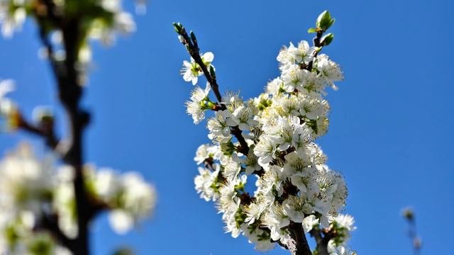 Цветущая весна