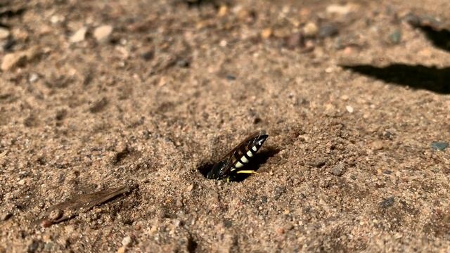 Bicyrtes quadrifasciatus Female Excavates Her Nest смотреть онлайн