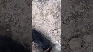 Охота на кабана в Казахстане на вышке