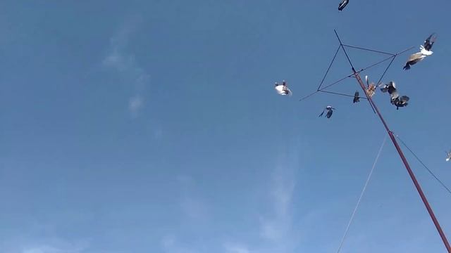 как в цырке , б,,,,,,,ть смотреть онлайн