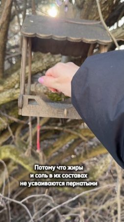 Чем нельзя кормить птиц