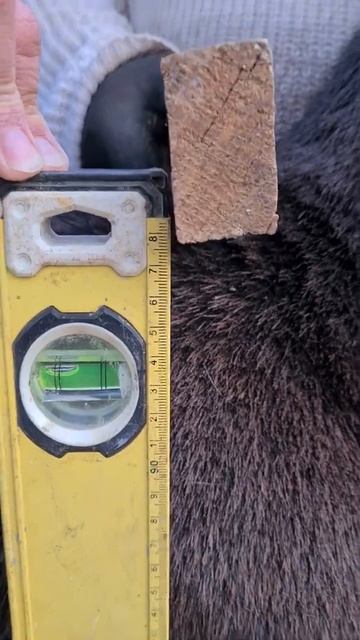 Гиссарские бараны. По кличке "Ахилес" 1.6 года смотреть онлайн