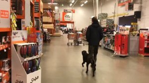2yr Chocolate Lab (Bear) | BEST Richmond Dog Trainers | AMAZING Results!!