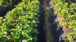 Земляника - клубника сорт Сенсация🍓