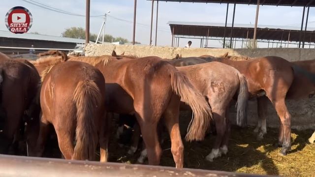 Жылқы - 25.10.2023. Қарабұлақ смотреть онлайн