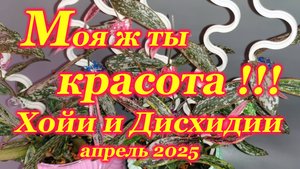 Хойи и дисхидии апрель 2025. Делюсь красотой растений,которые вырастила из малюсеньких череночков.