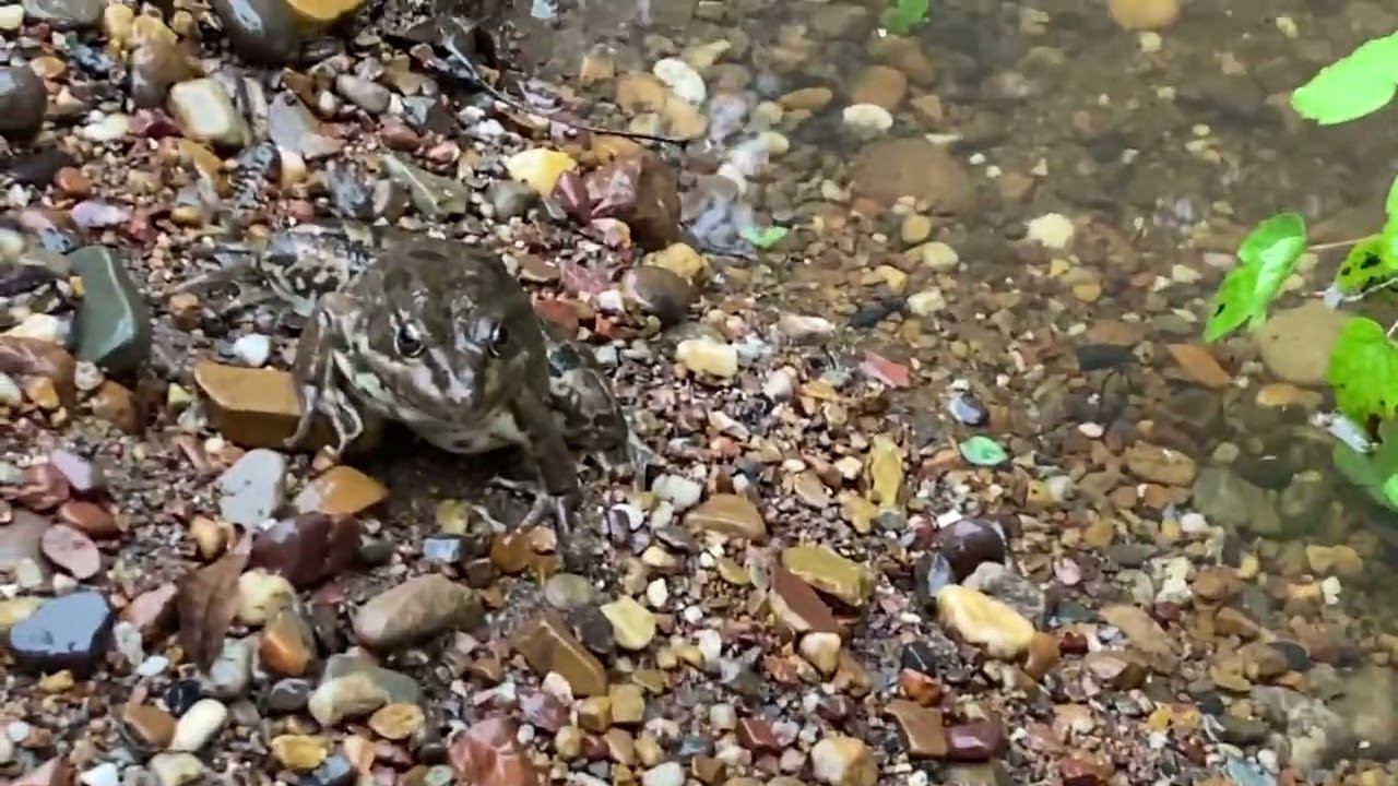 18 августа 2024 г.Широка река... И снова разлив... смотреть онлайн