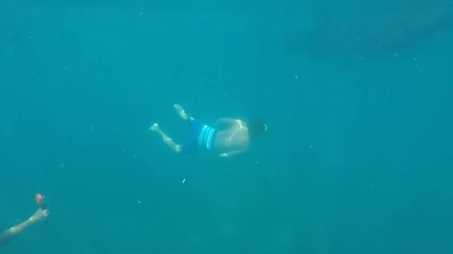 Oslob Whale Sharks - 2016 смотреть онлайн