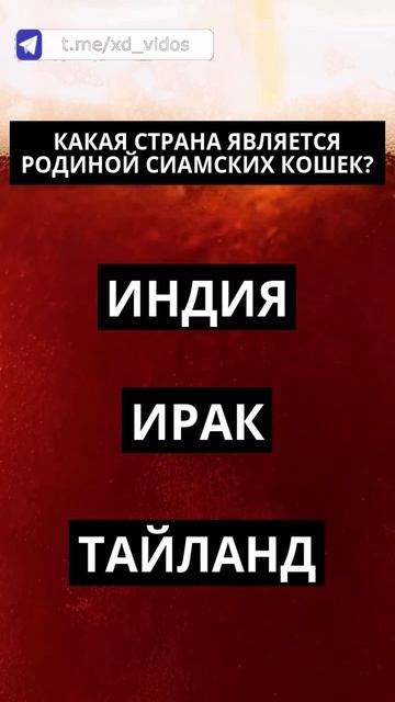 Какая страна является родиной сиамских кошек? #саморазвитие #эрудиция #викторина #вопросы #shorts