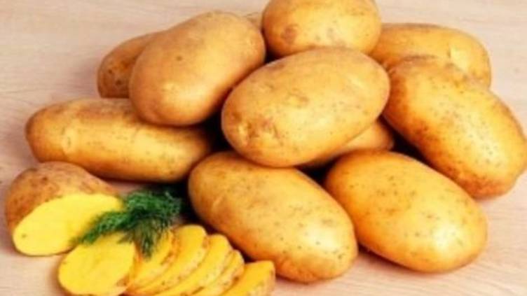 Королева Анна - картофель который я выбрала для посадки