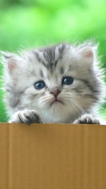 Нежные котята - милые и смешные котята