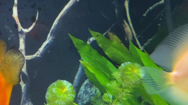 Amazon 'Incredible' Sword - Plants for the Discus tank Series @FishLover108 смотреть онлайн