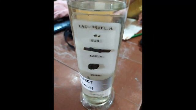 LIFE CYCLE | ZOOLOGY PRACTICAL | Bsc 3rd year