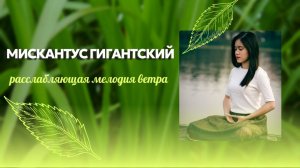 Расслабляющая мелодия ветра и мискантуса гигантского. Белый шум