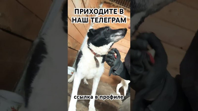 Спасибо за поддержку #приютхвостатоесчастье