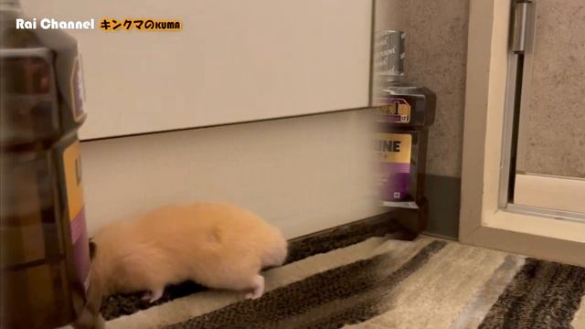 ハムスターを部屋散歩させた結果！【日常行動観察】キンクマハムスター